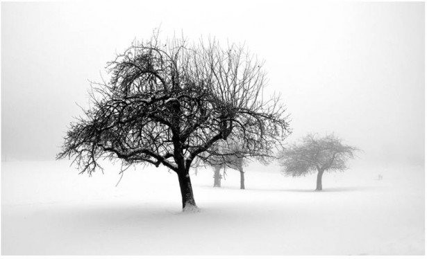 Kuvatapetti Artgeist Winter trees, 270x450cm