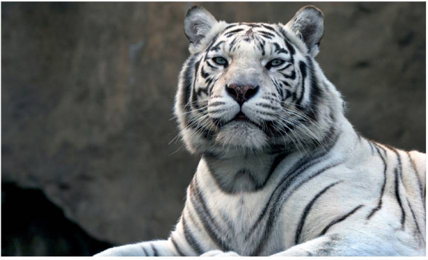 Kuvatapetti Artgeist Bengali tiger zoo, 270x450cm