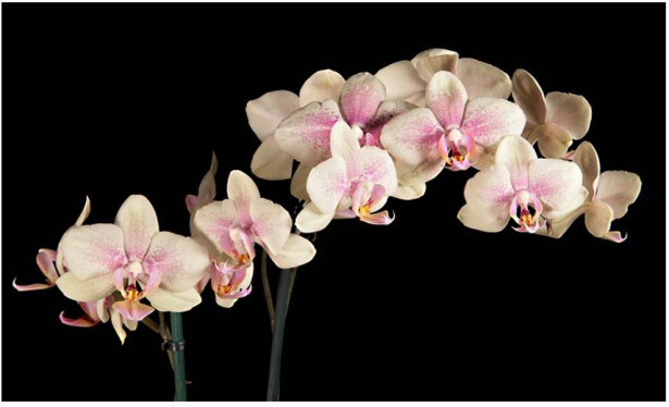 Kuvatapetti Artgeist Kukkiva orkidea, 270x450cm
