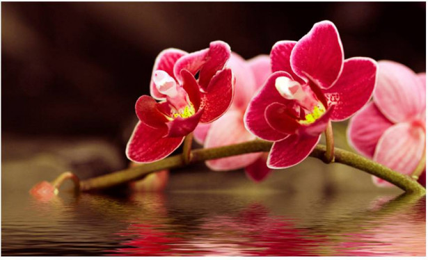 Kuvatapetti Artgeist Kaunis orkidea, 270x450cm