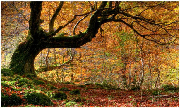Kuvatapetti Artgeist Autumn, forest and leaves, 270x450cm