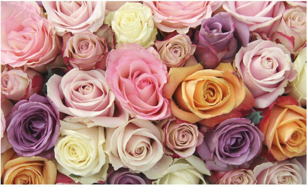 Kuvatapetti Artgeist Pastel roses, 270x450cm