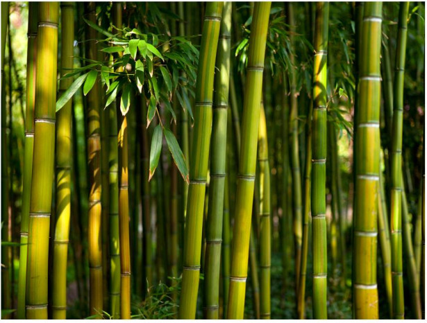 Kuvatapetti Artgeist Asian Bamboo Forest, eri kokoja