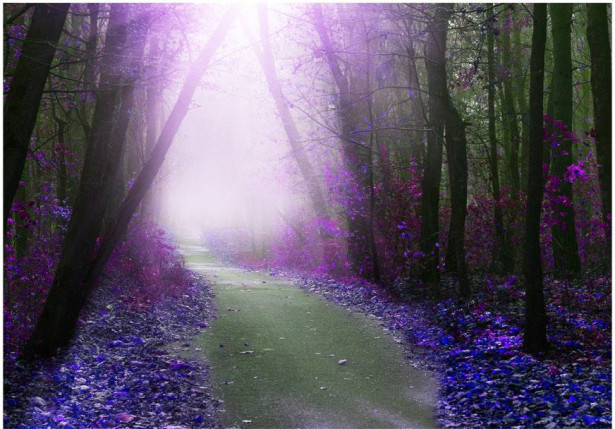 Sisustustarra Artgeist Purple path, eri kokoja
