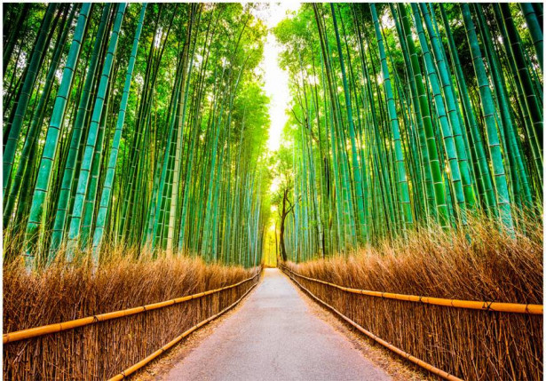 Sisustustarra Artgeist Bamboo Forest, eri kokoja