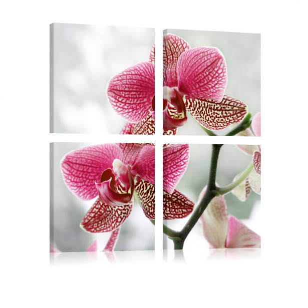 Taulu Artgeist Fancy orkidea eri kokoja