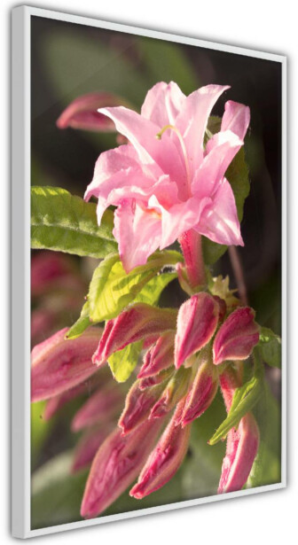 Juliste Artgeist Natural Pink, kehyksillä, eri kokoja