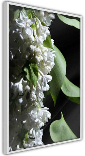 Juliste Artgeist Lilacs Detail, kehyksillä, eri kokoja
