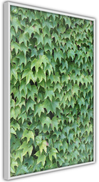 Juliste Artgeist Thick Ivy, kehyksillä, eri kokoja