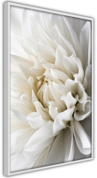 Juliste Artgeist White Dahlia, kehyksillä, eri kokoja
