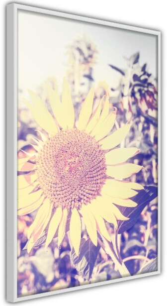 Juliste Artgeist Sunflower, kehyskartongilla, kehyksillä, eri kokoja