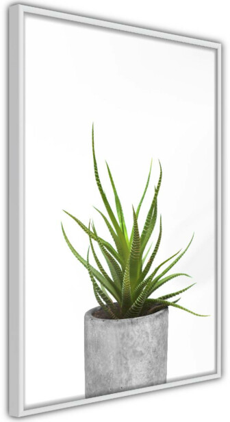 Juliste Artgeist Haworthia, kehyksillä, eri kokoja