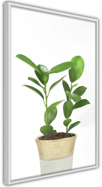 Juliste Artgeist Plant In Pot, kehyksillä, eri kokoja