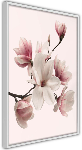 Juliste Artgeist Delicate Magnolias, kehyksillä, eri kokoja