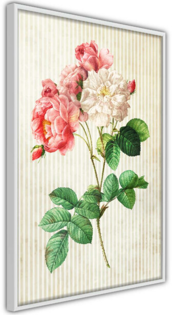 Juliste Artgeist Heavenly Rose, kehyksillä, eri kokoja