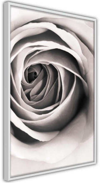 Juliste Artgeist Rose Vortex, kehyksillä, eri kokoja