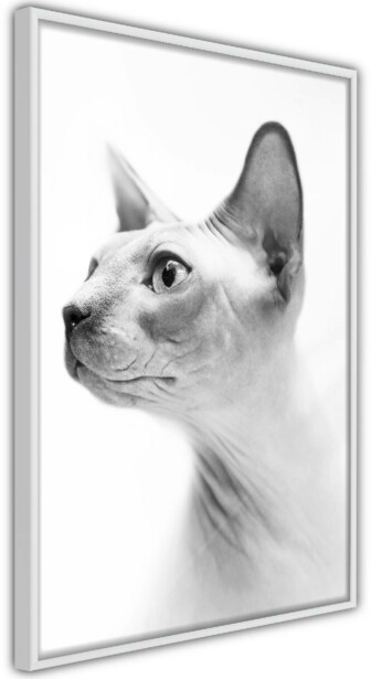 Juliste Artgeist Hairless Cat, kehyksillä, eri kokoja