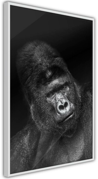 Juliste Artgeist Gorilla, kehyksillä, eri kokoja