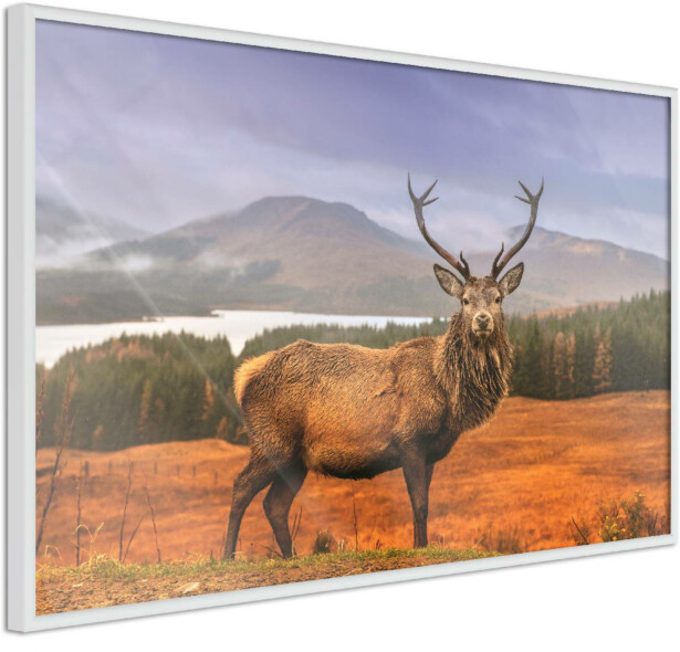 Juliste Artgeist Scottish Stag, kehyksillä, eri kokoja