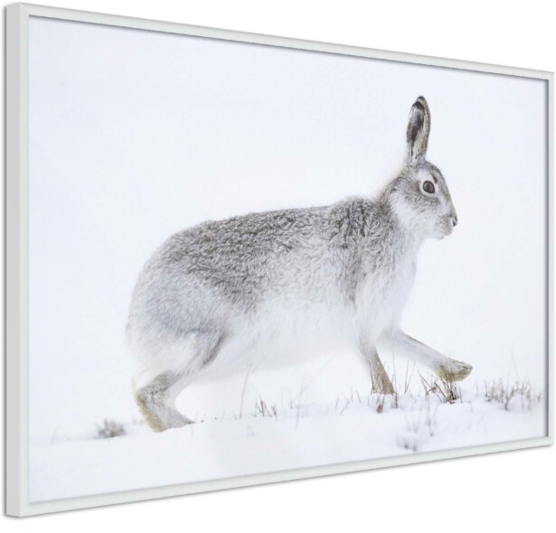 Juliste Artgeist Rabbit, kehyksillä, eri kokoja