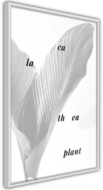 Juliste Artgeist Calathea Plant, kehyksillä, eri kokoja