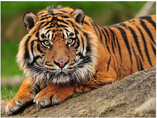 Kuvatapetti Artgeist Sumatran tiikeri, eri kokoja