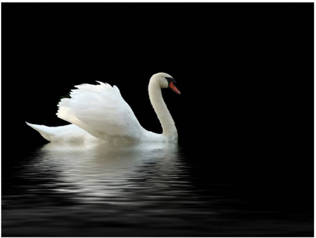 Kuvatapetti Artgeist Black and White Swan, eri kokoja