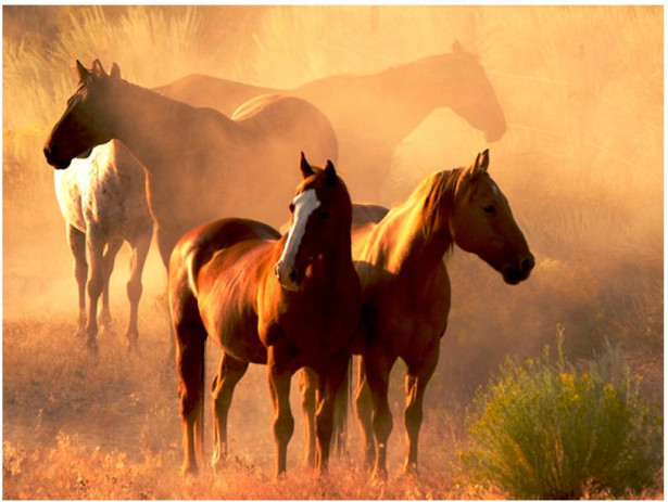 Kuvatapetti Artgeist Wild hevoset steppe, eri kokoja