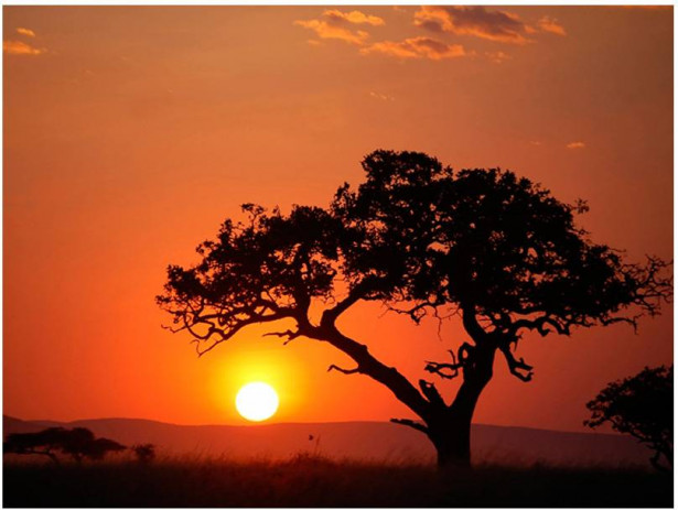 Kuvatapetti Artgeist Afrikka: auringonlaskussa, eri kokoja