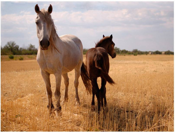 Kuvatapetti Artgeist Horse and foal, eri kokoja
