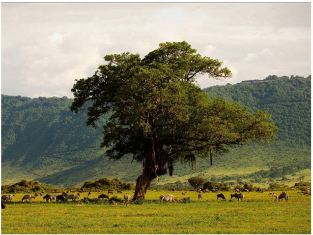 Kuvatapetti Artgeist In a crater of Ngoro ngoro, eri kokoja