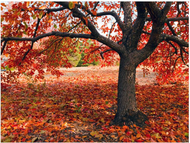Kuvatapetti Artgeist Puu syksyllä, eri kokoja