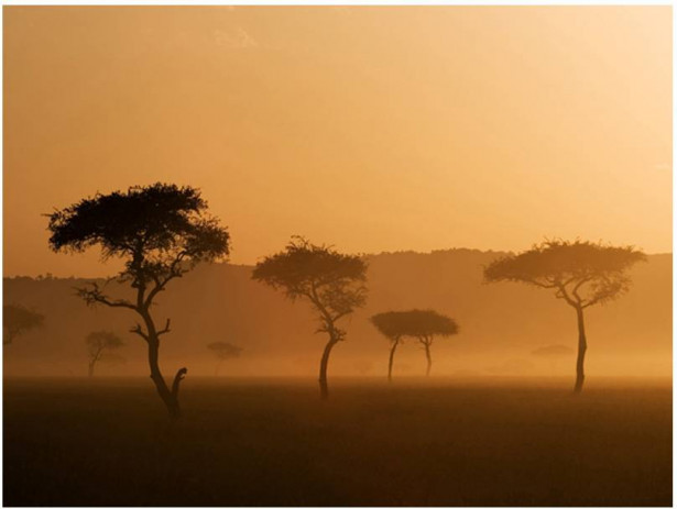 Kuvatapetti Artgeist Massai Mara, eri kokoja