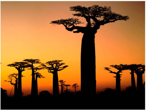 Kuvatapetti Artgeist Afrikkalaiset Apinanleipäpuut, eri kokoja