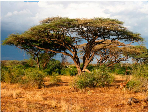 Kuvatapetti Artgeist Samburu National Reserve, Kenia, eri kokoja