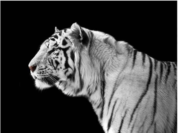 Kuvatapetti Artgeist Valkoinen tiikeri, eri kokoja