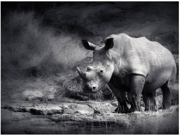 Kuvatapetti Artgeist Rhinoceros, eri kokoja