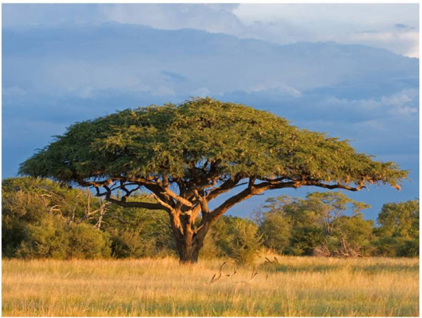 Kuvatapetti Artgeist Hwange National Park, Zimbabwe, eri kokoja