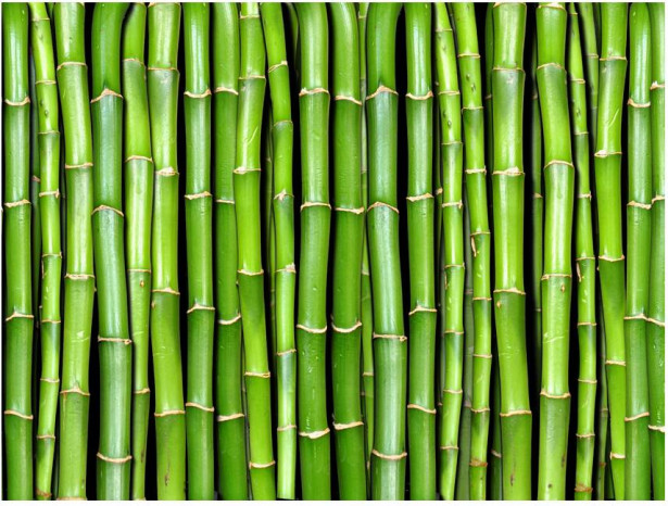 Kuvatapetti Artgeist Bambu, eri kokoja