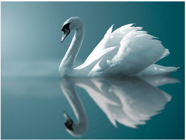Kuvatapetti Artgeist White Swan, eri kokoja