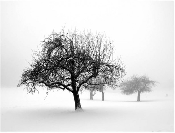Kuvatapetti Artgeist Winter: Trees, eri kokoja