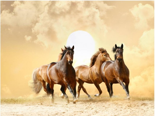 Kuvatapetti Artgeist Running hevoset, eri kokoja