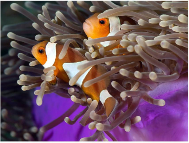 Kuvatapetti Artgeist Clownfish, eri kokoja