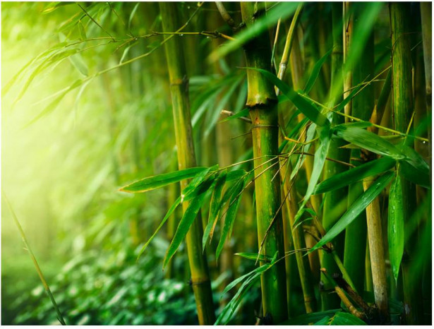 Kuvatapetti Artgeist Jungle - bamboo, eri kokoja