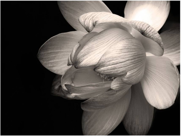 Kuvatapetti Artgeist Lotus flower, eri kokoja