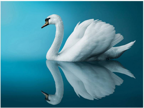 Kuvatapetti Artgeist Swan - reflection, eri kokoja