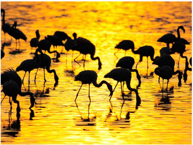 Kuvatapetti Artgeist Kenia: flamingoja järvellä, eri kokoja