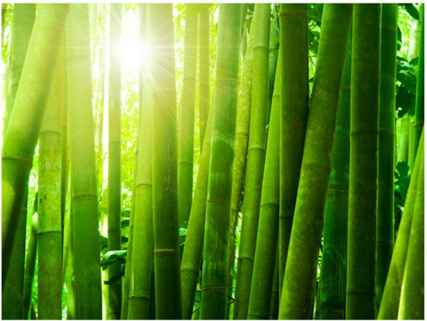 Kuvatapetti Artgeist Aurinko ja bambu, eri kokoja