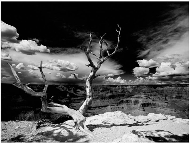 Kuvatapetti Artgeist Grand Canyon tree, eri kokoja