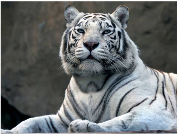 Kuvatapetti Artgeist Bengali tiikeri eläintarhassa, eri kokoja